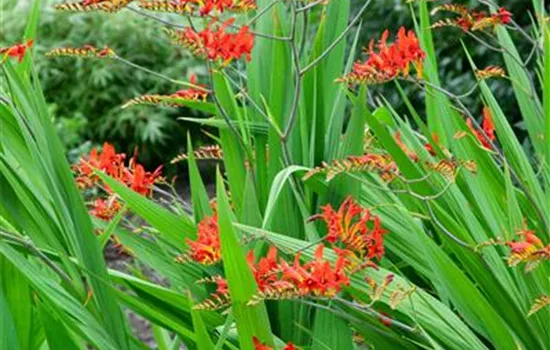 Crocosmia 'Fire King'