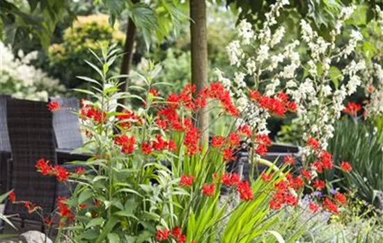 Crocosmia Hybride Mischung