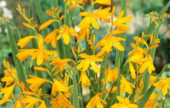 Crocosmia x crocosmiiflora 'George Davidson'