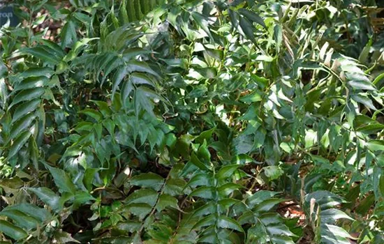 Cyrtomium falcatum 'Rochfordianum'