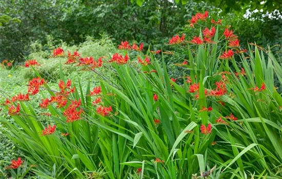 Crocosmia masoniorum 'Lucifer'
