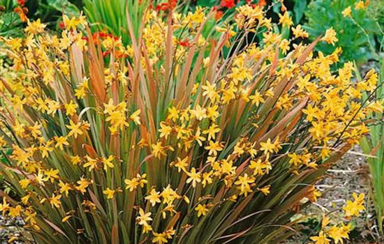Crocosmia x crocosmiiflora
