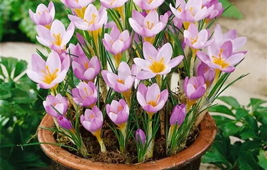 Crocus