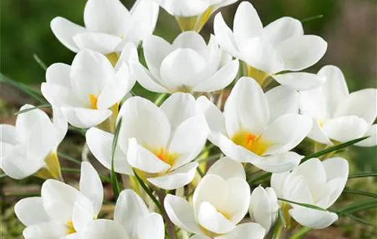 Crocus chrysanthus 'Ard Schenk'