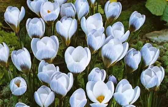 Crocus chrysanthus 'Blue Pearl'