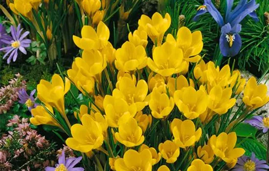 Crocus chrysanthus 'Dorothy'