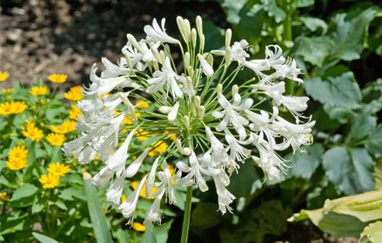 Agapanthus 'Polar Ice'
