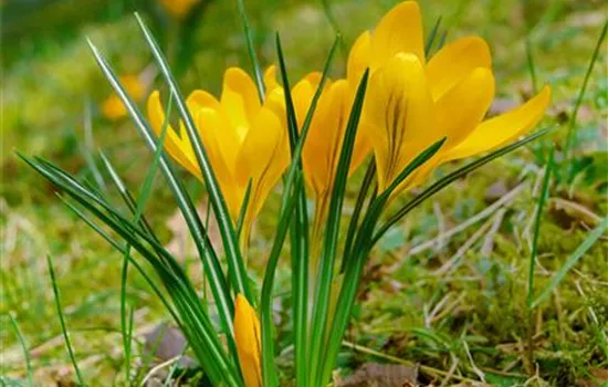 Crocus chrysanthus var. fuscotinctus