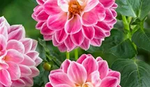 Hirschgeweih-Dahlie