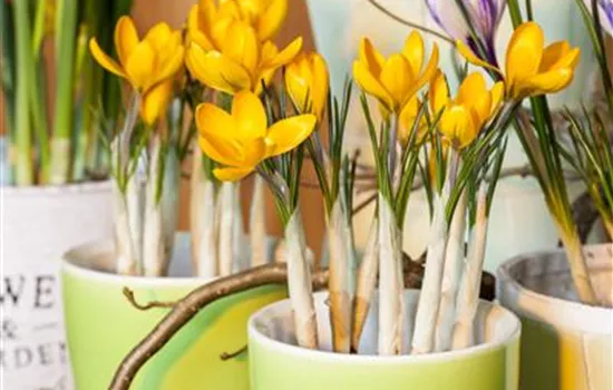 Crocus 'Orange Monarch'