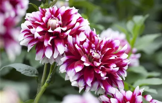 Dahlia 'Alauna Clair Obscur' (Dekorative Dahlie)