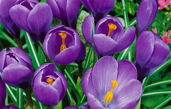 Crocus vernus 'Grand Maitre'