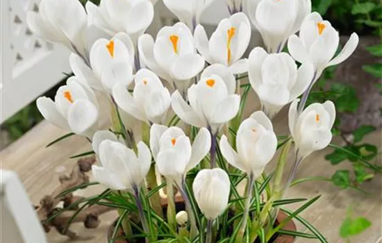 Crocus vernus 'Jeanne d´Arc'