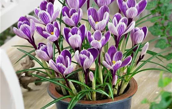Crocus vernus 'King of the Striped'