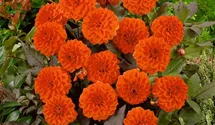 Dekorative Dahlie