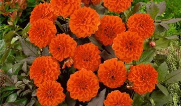 Dekorative Dahlie