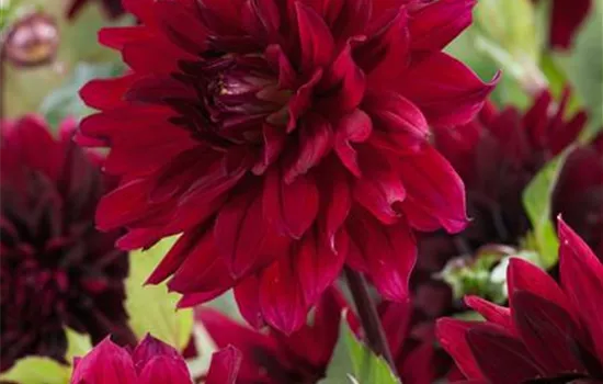 Dahlia 'African Garden', (Kaktus-Dahlie)