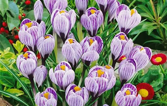 Crocus vernus 'Pickwick'