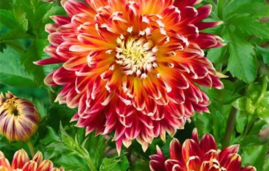Dahlia 'Akita'