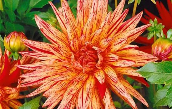 Dahlia 'Alain Minoun', (Kaktus-Dahlie)
