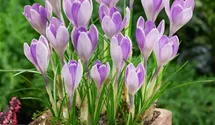 Frühlings-Krokus