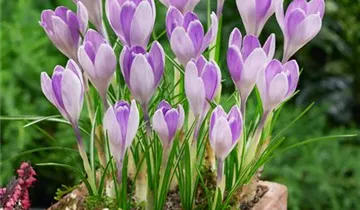 Frühlings-Krokus