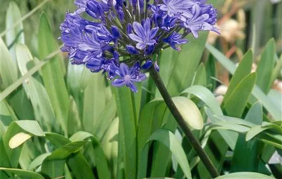 Agapanthus 'Black Buddhist' (Trumpet-Gruppe)