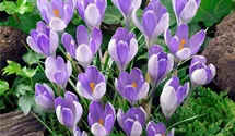 Frühlings-Krokus