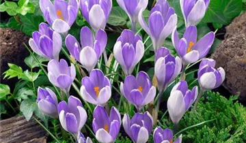 Frühlings-Krokus