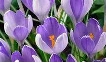 Frühlings-Krokus