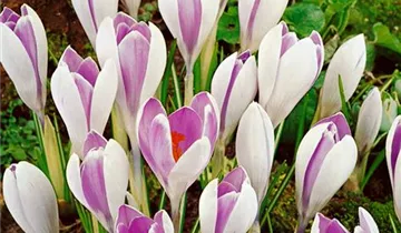 Frühlings-Krokus