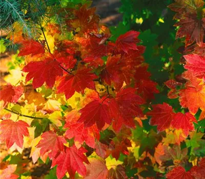 Acer circinatum Alleyne Cook