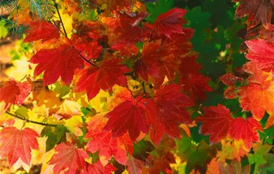 Acer circinatum Alleyne Cook