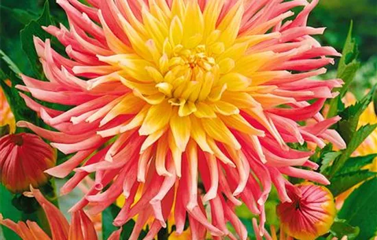 Dahlia 'Alfred Grille' (Semi-Kaktus-Dahlie)