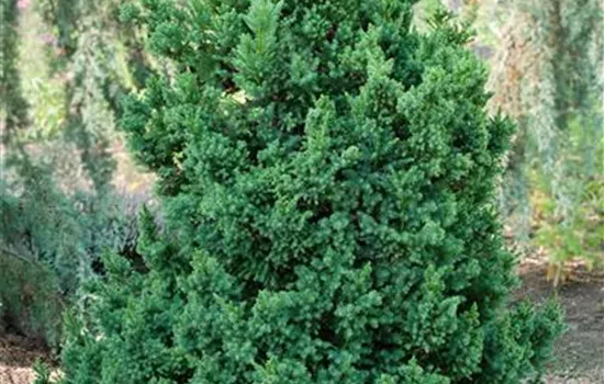 Cryptomeria japonica 'Black Dragon'