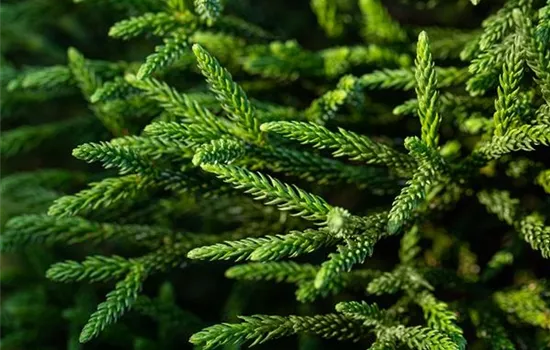 Cryptomeria japonica 'Dinger'