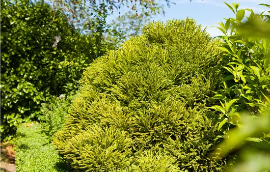 Cryptomeria japonica 'Globosa Nana'