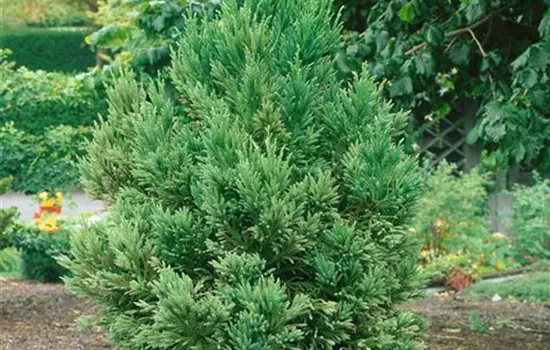 Cryptomeria japonica Golden Promise