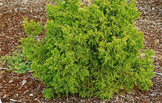 Cryptomeria japonica 'Jindai-Sugi'