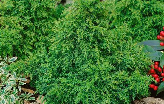 Cryptomeria japonica Pipo