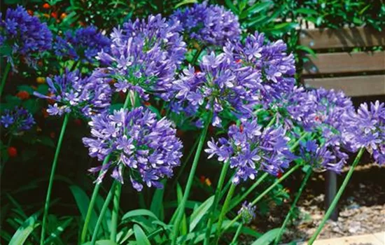 Agapanthus 'Sylvine'