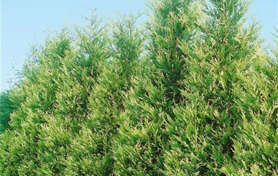 Cupressocyparis leylandii