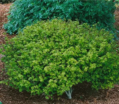 Acer circinatum Little Gem