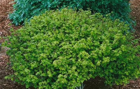 Acer circinatum Little Gem