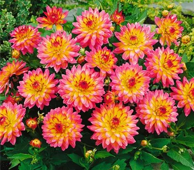 Dahlia Gallery 'Pablo'