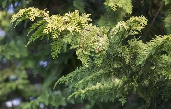 Cupressus arizonica 'Carolina Sapphire'