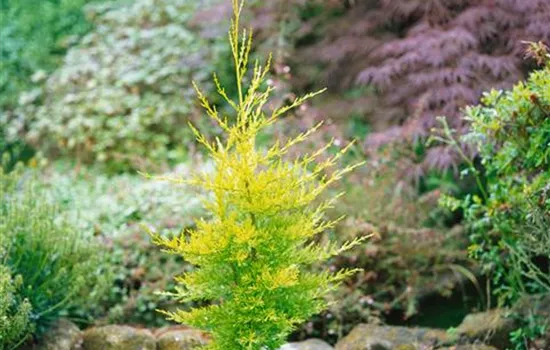 Cupressus macrocarpa Golden Pillar