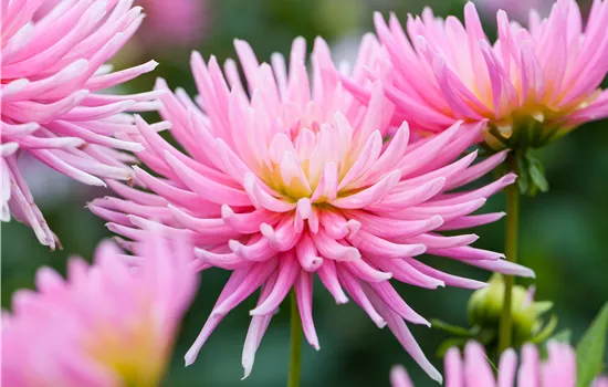 Dahlia Border 'Park Princess'