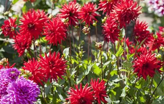 Dahlia Border 'Red Pigmy'