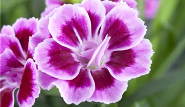 Pop Star Dianthus PP#18222